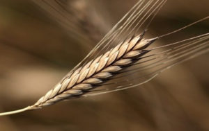 Einkorn Ancient Grain