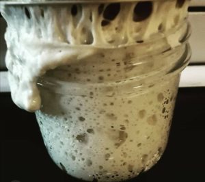 7 Tips for Starting a Good Sourdough Start