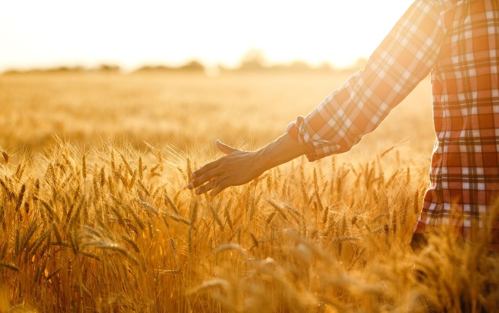 Let's Celebrate Organic Wheat Farmers