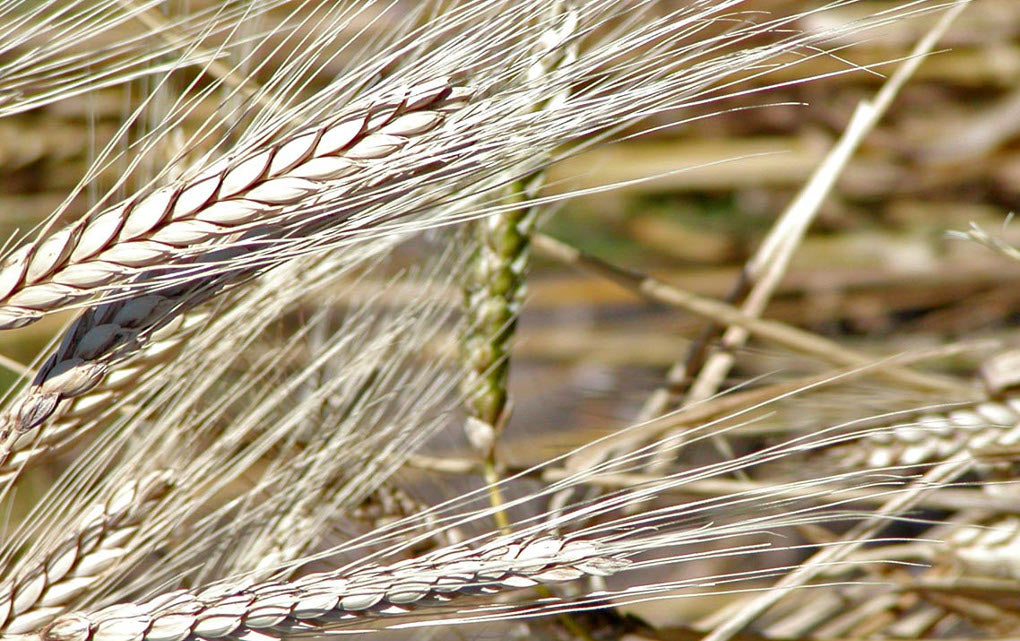 Khorasan Wheat—an Ancient Grain With Big Flavor